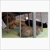相変わらず猫屋敷