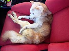 柴犬　きょんちゃん　突然　旅立ちました