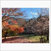 紅葉と冬桜・・・