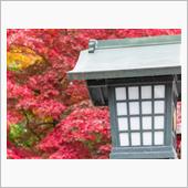 紅葉半ばの高幡不動