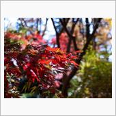 神代かえで園 紅葉のはじまり
