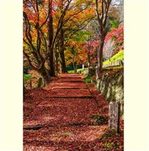 2020紅葉狩り⑧-1 香嵐渓から奥三河界隈