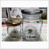 綿毛チャレンジ☆こちらがお手本