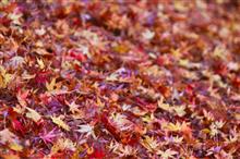 今年最後の紅葉撮影🍁