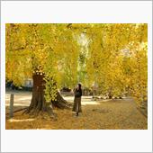 【紅葉速報2020年11月2 ...