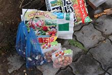 チューリップを植える