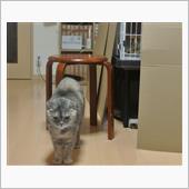 〔ネコ〕今週のマヤレミ(75)