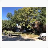  Cut trees Day ...