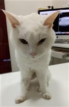 室内飼いネコ通院。