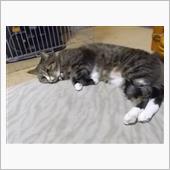 今日のカクテル。