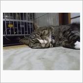 今日は、コメダで、、