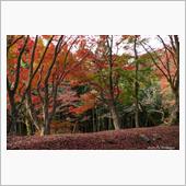 三重の紅葉