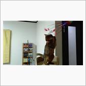 あやちゃん大興奮   #猫  ...