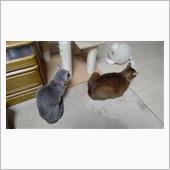 ドラパ待ち(^^ゞ      ...