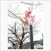しっぽが出た？