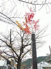 しっぽが出た？