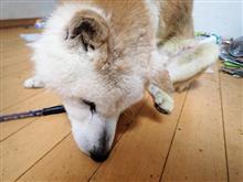 愛犬 キョン亡くなり 初7日 愛犬 キョン亡くなり 初7日