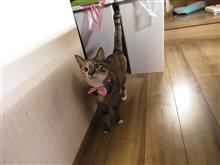 じゃこお泊まり