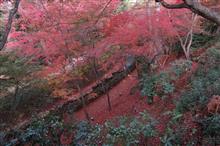 北野天満宮の御土居ともみじ