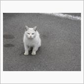 おはゆす