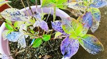 アジサイの紅葉‐Autumn leaves of hydrangea‐ 