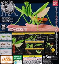 オオカマキリ! オオカマキリ!