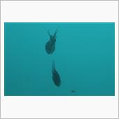 海底に行きたくなった日