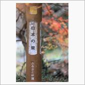 今年の紅葉も見納めかな