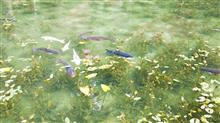 モネの池に行って来ました(^^)