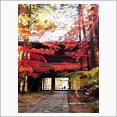 最後の紅葉🍁とイルミネーシ ...