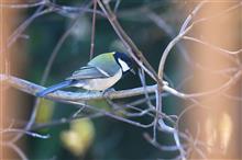 自宅で鳥撮りと猫ドアDIY