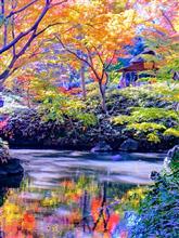 東京・駒込　六義園の晩秋