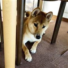 最近のあんなこととかこんなこととか（2020年11月～12月）
