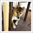 最近のあんなこととかこんなこととか（2020年11月～12月）