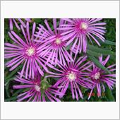 🌸　PURPLE