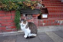 Nice in. Nice cat