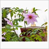 晩秋に咲く薄紫の花