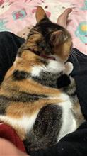 朝、なかなか起きれません。😄