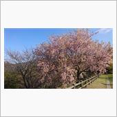 日曜日に公園へ行く