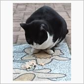 今朝のにゃんこ20.12.10