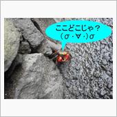 冬眠忘れた？　（σ‐￣）ﾎｼ ...