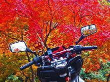 南房総の紅葉が見頃になりました