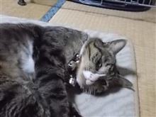 今日は、水道修理だよ。