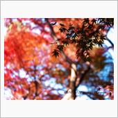 都立殿ヶ谷戸庭園 〜紅葉は小 ...