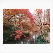 紅葉狩り（2回目）