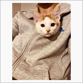 保護猫さんのその後