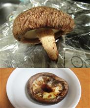 椎茸