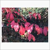 庭のコマユミの紅葉