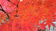12月も半ばなのに紅葉が綺麗でした
