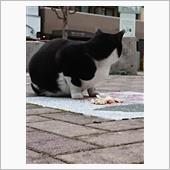 今朝のにゃんこ20.12.14